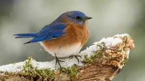 Bluebird