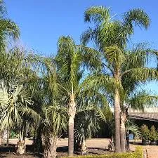 Coco Palm